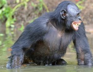 Mating strategy and copulatory behavior in primates