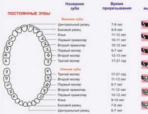 Baby teeth in children - order of loss